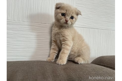 成約済の茨城県のスコティッシュフォールド(折れ耳)-95968の4枚目